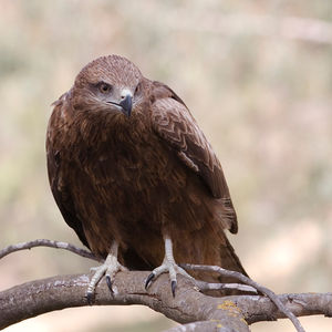 Bird Patrol? Wynn Las Vegas using trained raptors to protect guests from pigeons
