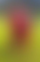 Ecstatic Solent ready for FA Vase run