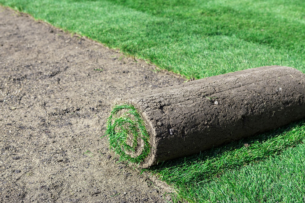 New-Lawn-1024x683.jpg