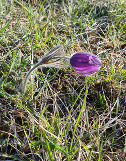 Die Küchenschelle - Pulsatilla