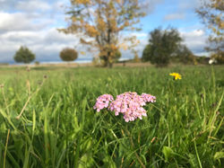 Eine rosa-gefärbte Schafgarbe bei Drösnitz