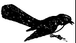 wagtail.png