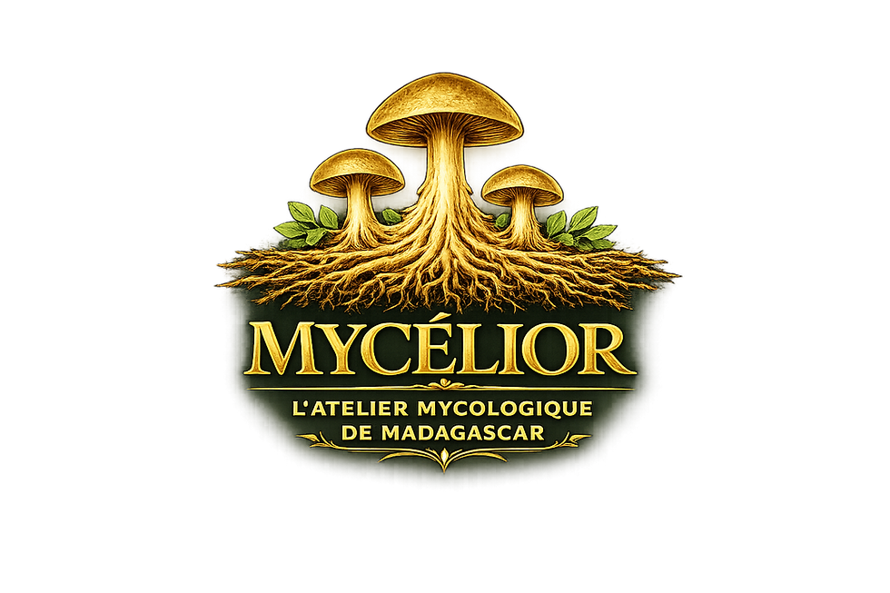 logo mycelior fond transparent.png