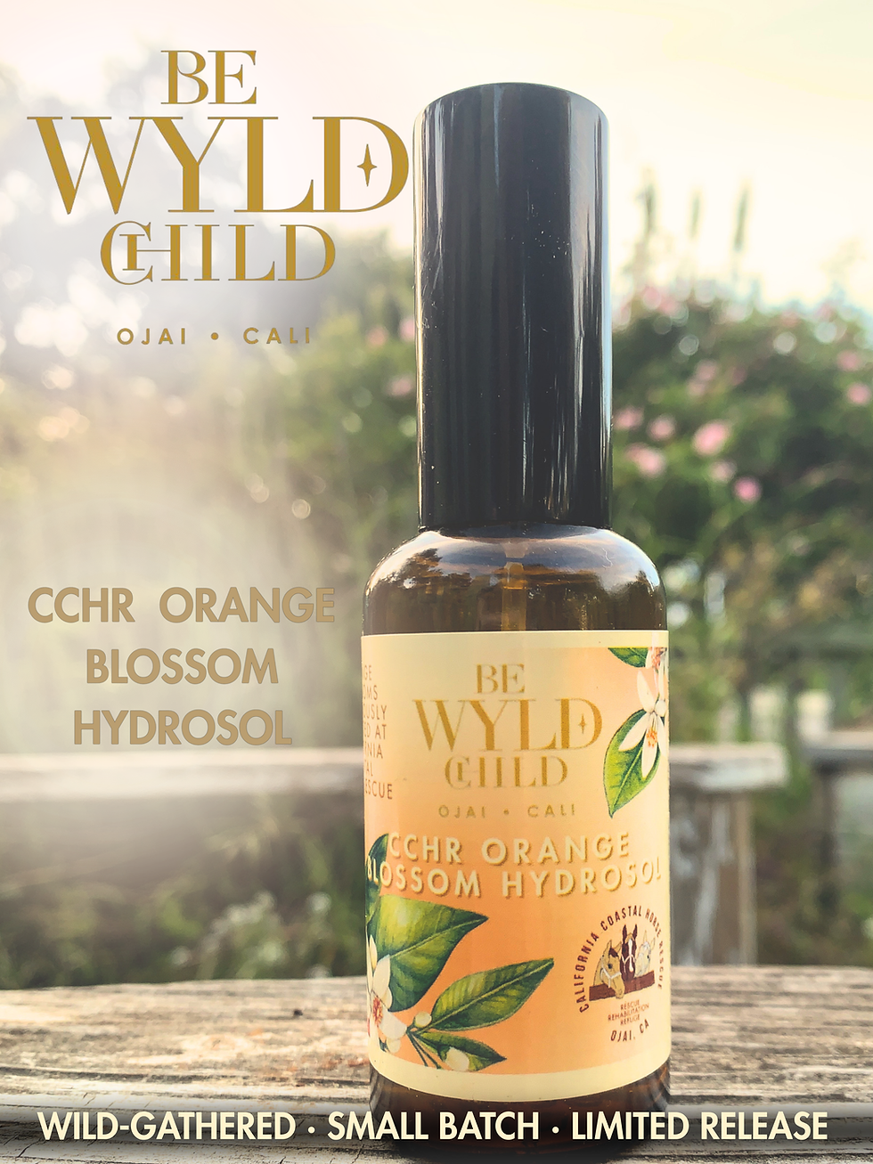 Thumbnail: CCHR Orange Blossom Hydrosol from Ojai