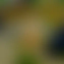 Honey Rush Black and Yellow thumbnail