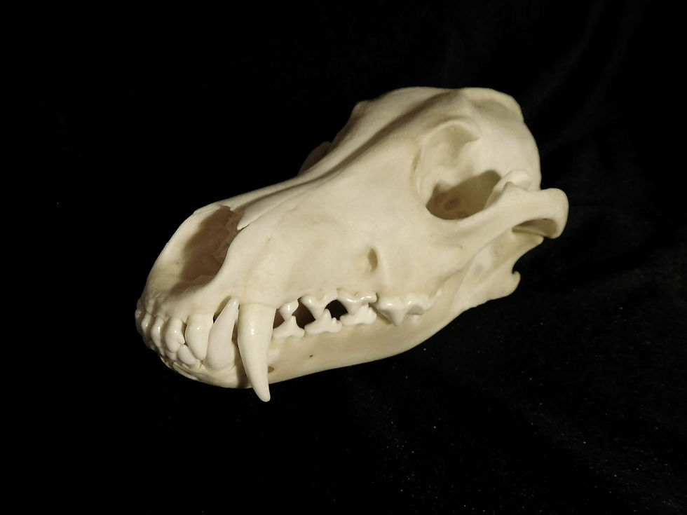 Coyote 6 - M
