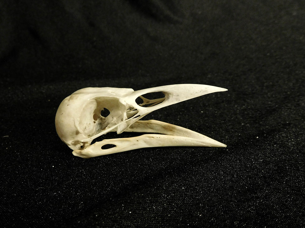 Crow 5