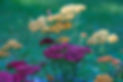 yarrow in field full image.jpeg