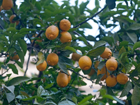 O Limão Capeta: Uma Jóia de Sabor Cultivada em Minas Gerais