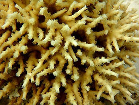Tubbataha (270).JPG