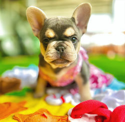 Khloe - Blue & Tan_edited