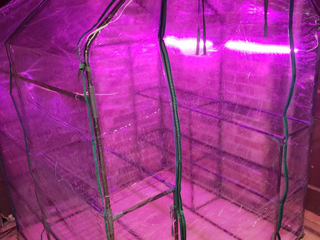 Working on Building An Edible Yard!