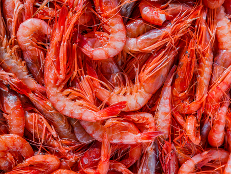Gamba roja de Dénia recién capturada, mostrando su intenso color rojo y textura delicada.