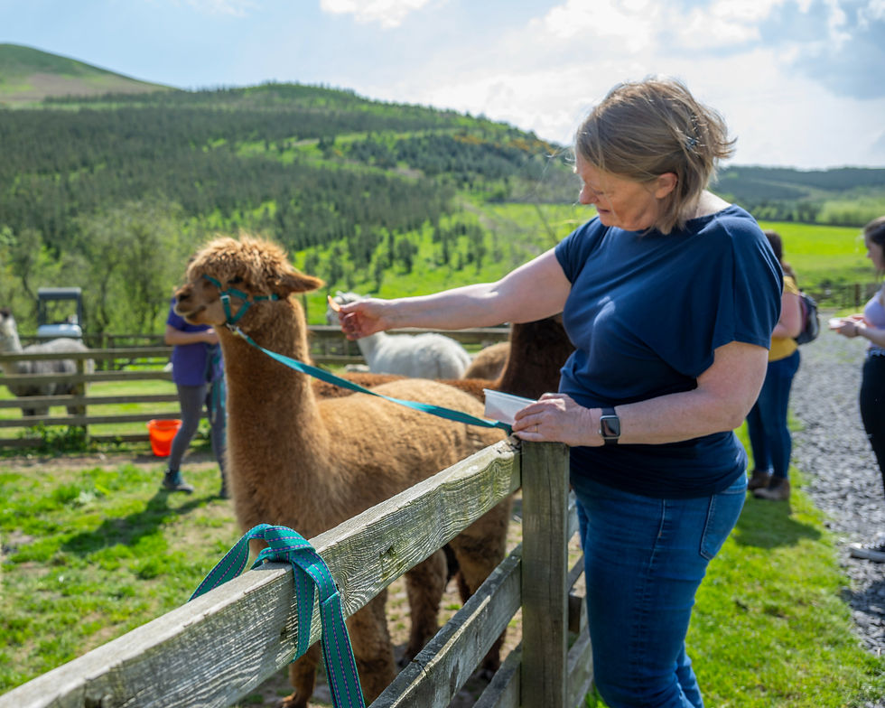 Meet and feed the alpacas at Beirhope