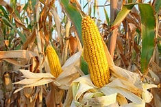 Corn imp.jpg