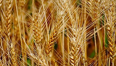 wheat-fields-cereals-epi-preview.jpg