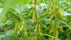 Soybean-pods-in-the-plant.jpg