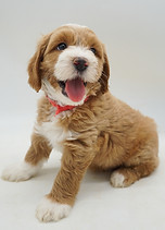 Ziva Mr. Red.jpg