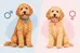 Male Versus Female Goldendoodles: Which Fits?