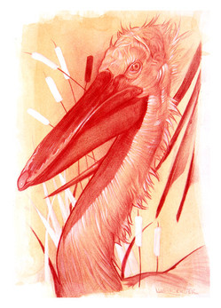 pelican-print_5x7jpeg