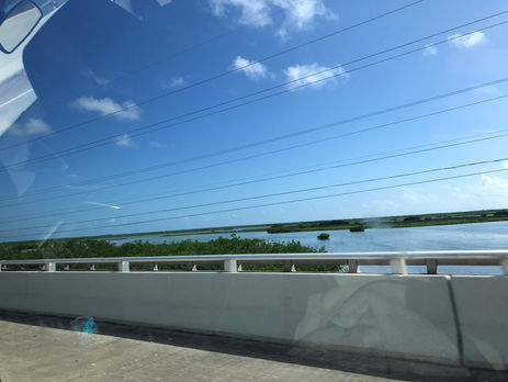 Key West: Land of Palm Warblers and Pelicans (and many more)