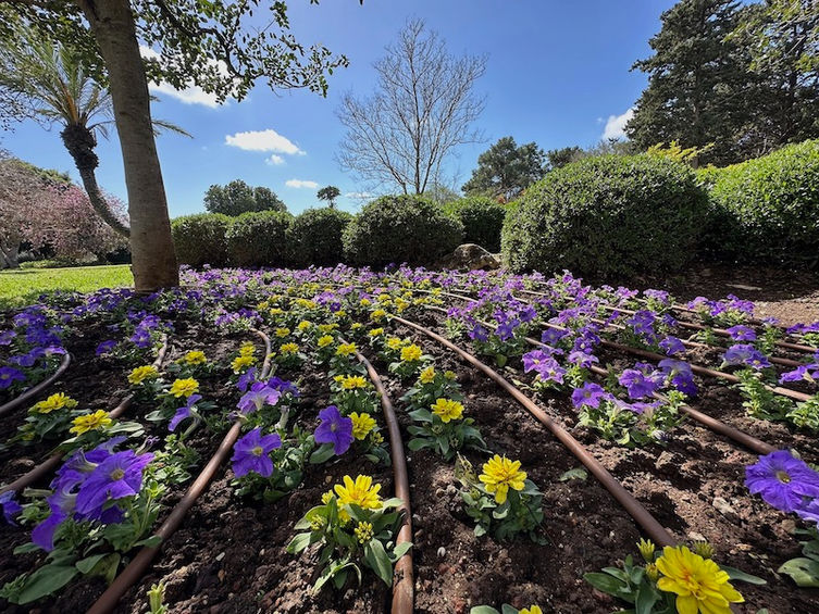 Ramat HaNadiv near Zikhron Ya’akov 