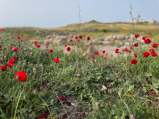 Spring Flowers of Israel