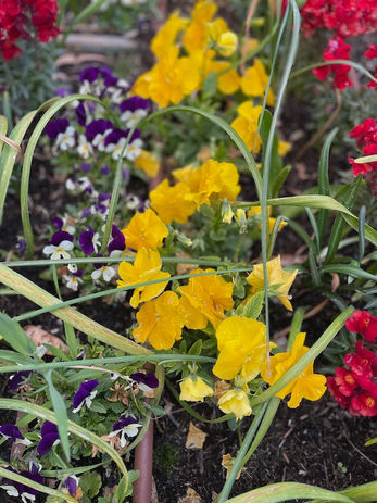 April Flowers at the Jerusalem Botanical Garden