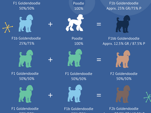 (Golden)doodle Generations explained: A Complete Guide with color coded Chart
