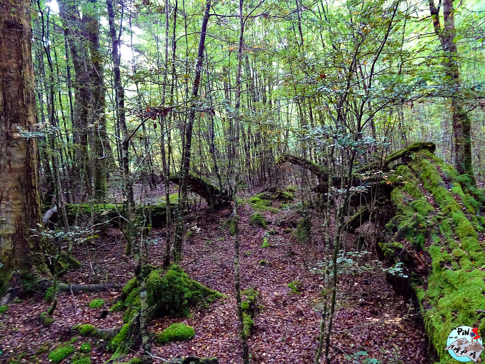 Bosque de Fangorn, Nueva Zelanda | Un Pin en el Mapa
