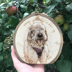 labradoodle.jpeg