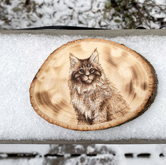 main coon.jpeg