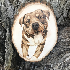pitbull.jpeg