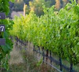 ApricityVineyard_IllinoisValleyWineOregon.jpg