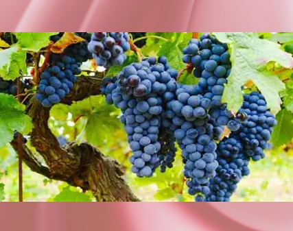 Grenache Images.png