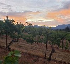 DeerCreekVineyards_IllinoisValleyOregon.jpg