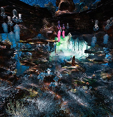 Dead coral best_website_1.jpg