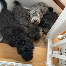 All dogs.jpeg