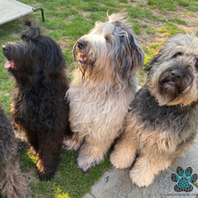 Luna, Illy and Bruno