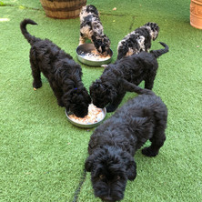 Illy and littermates, 10 weeks