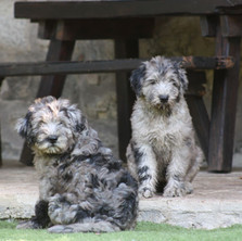 Luna and Lord di Valle Scrivia, 10 weeks