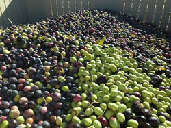 iPad Pictures 2-25-17 340