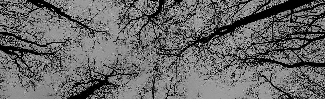 bare tree photography_edited.jpg