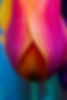 bulb