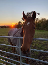 horse