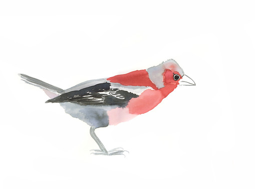 OISEAU GRIS2.jpg
