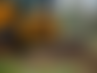 Effective Stump Grinding Services in Fort Myers