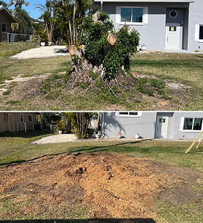 Large Tree Stump Removal