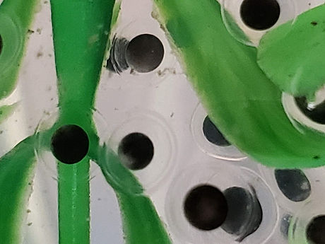 Axolotl eggs.jpg