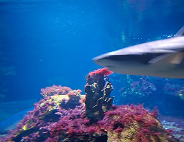 WhatsApp Image 2025-10-12 at 07.50.38.jpeg